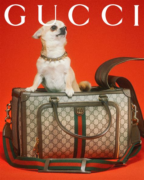 gucci campaign black models|Gucci pet collection 2023.